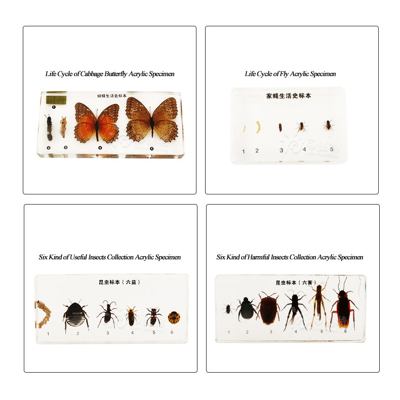 Acrylic Specimen