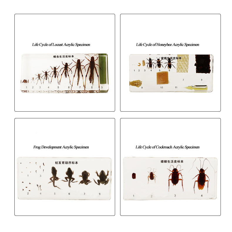 Acrylic Specimen
