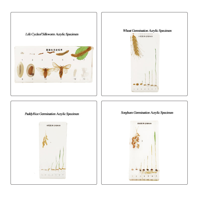 Acrylic Specimen