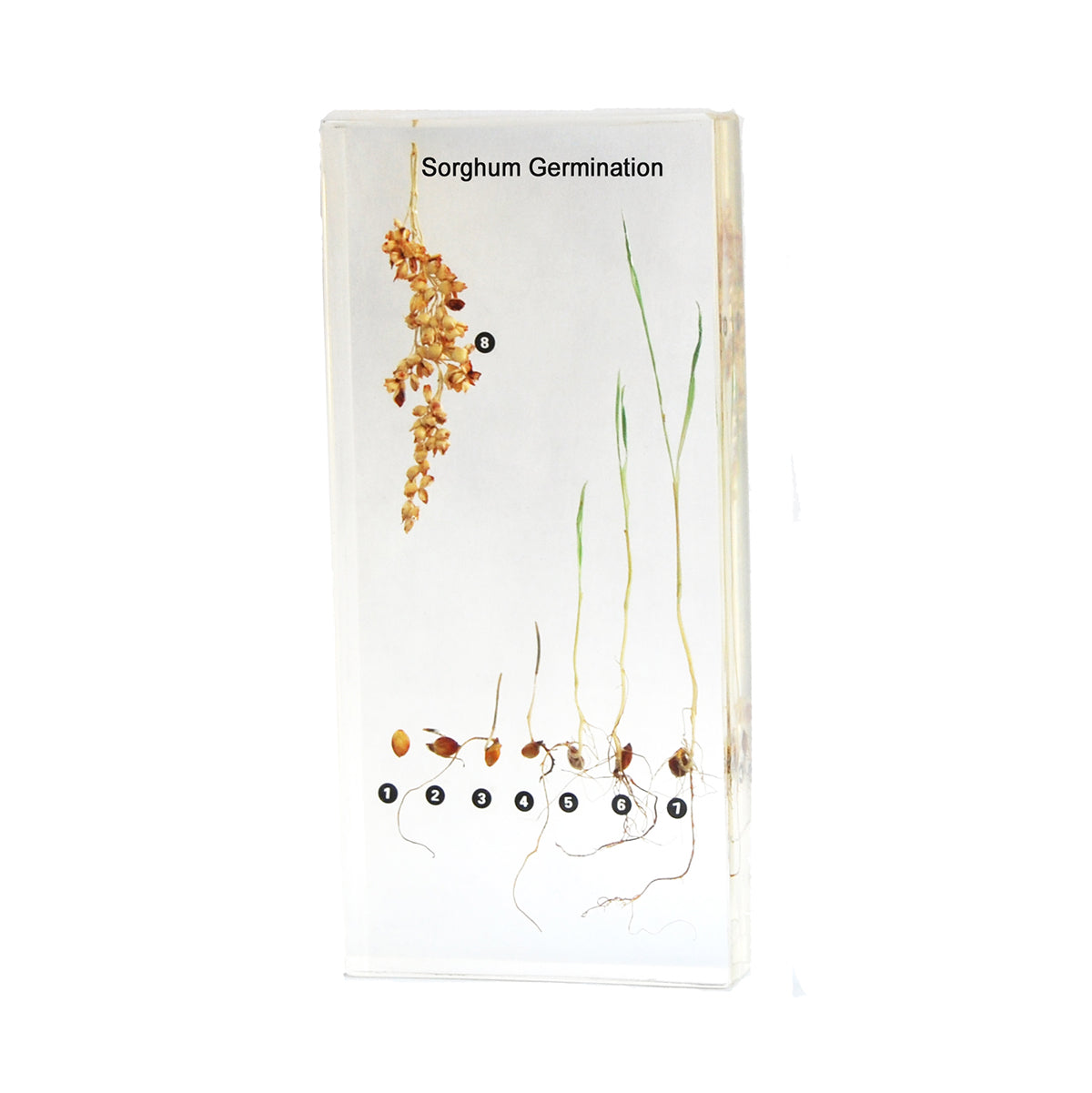 Acrylic Specimen