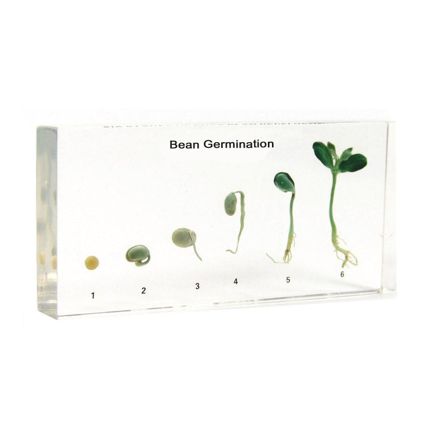 Acrylic Specimen