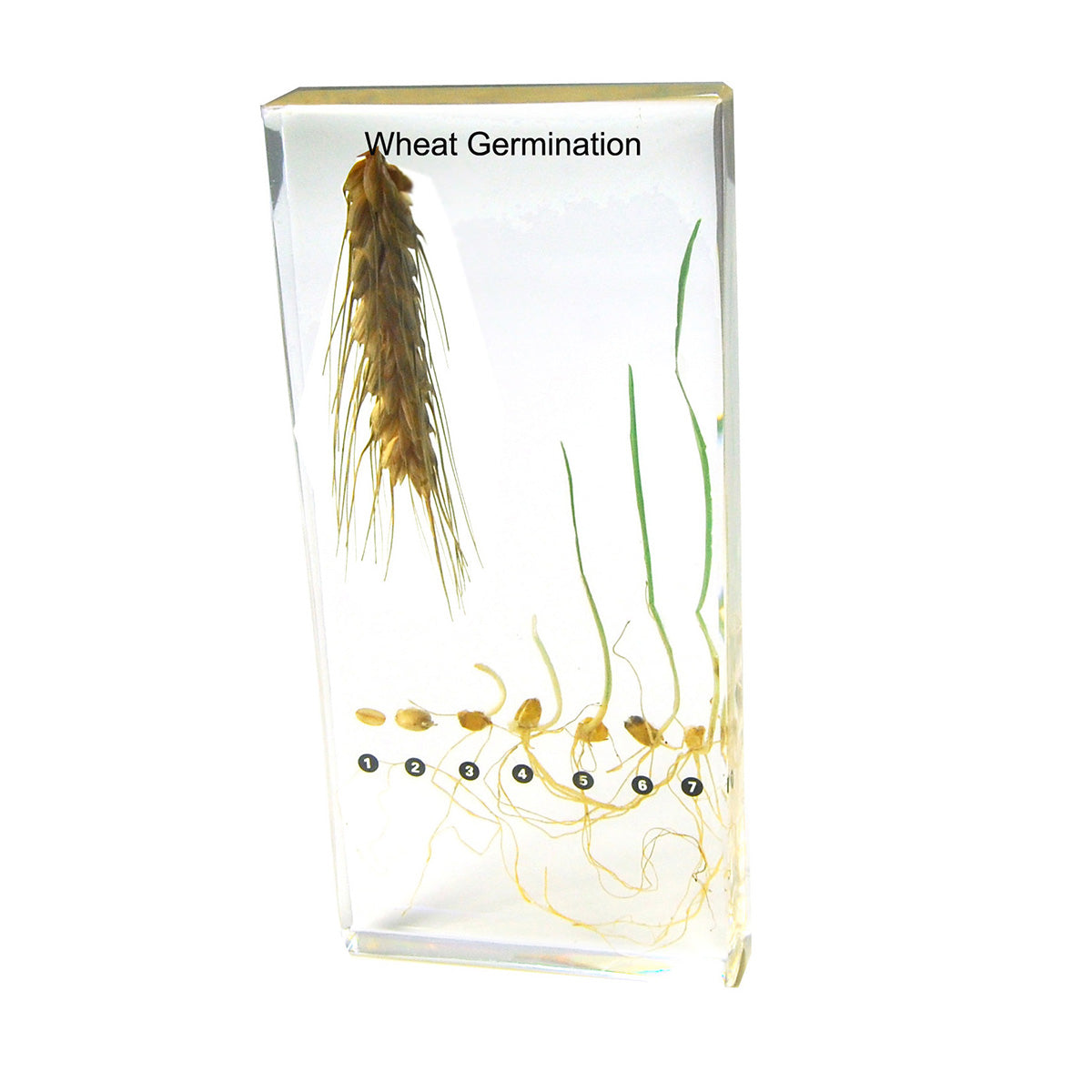 Acrylic Specimen