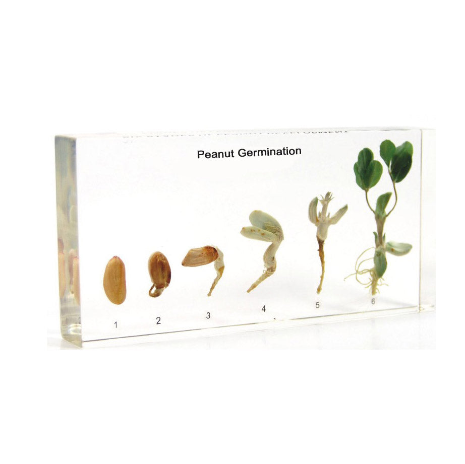Acrylic Specimen