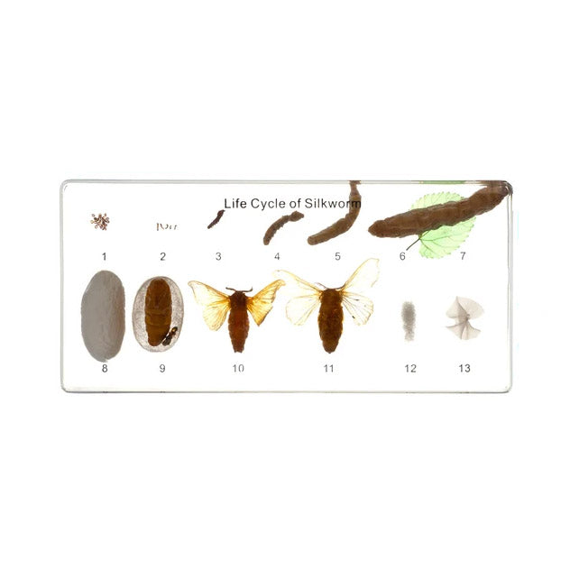 Acrylic Specimen