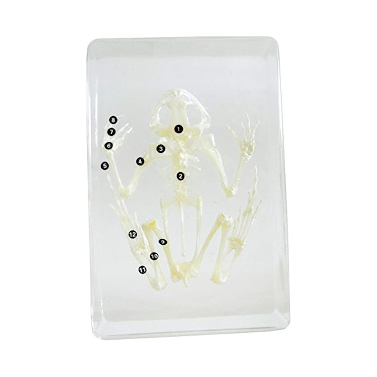 Acrylic Specimen