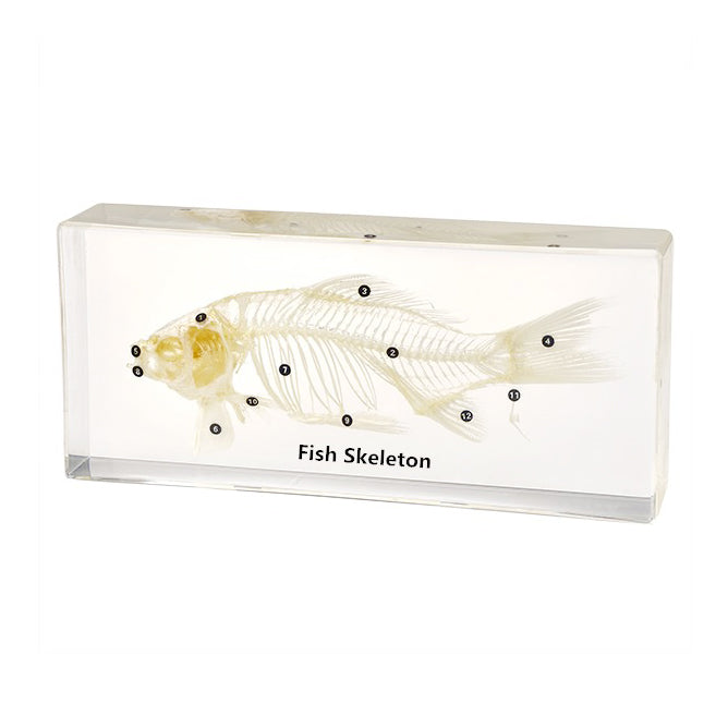 Acrylic Specimen