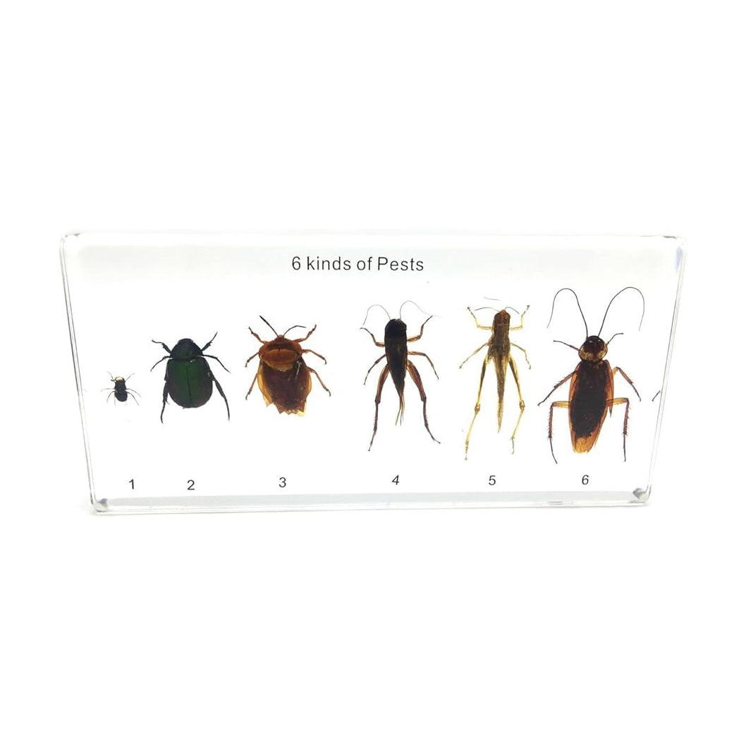 Acrylic Specimen