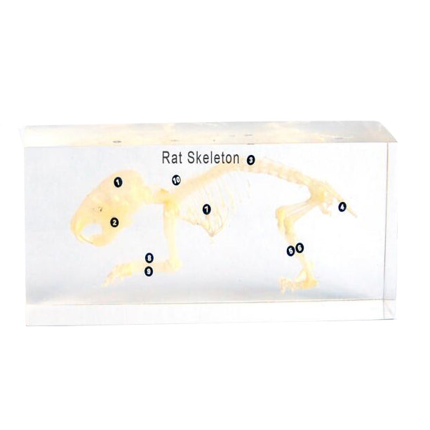Acrylic Specimen