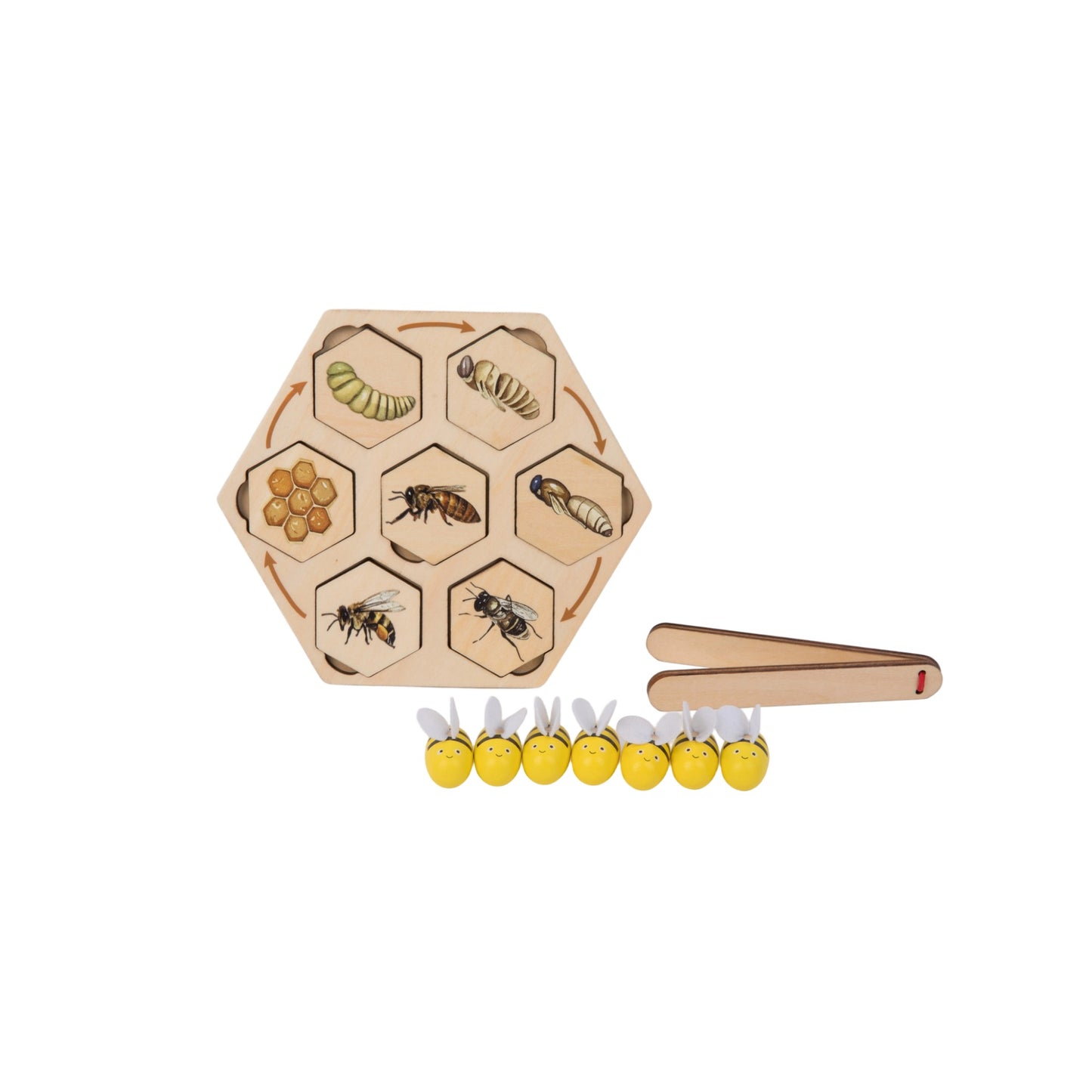 Life Cycle of Honey Bee