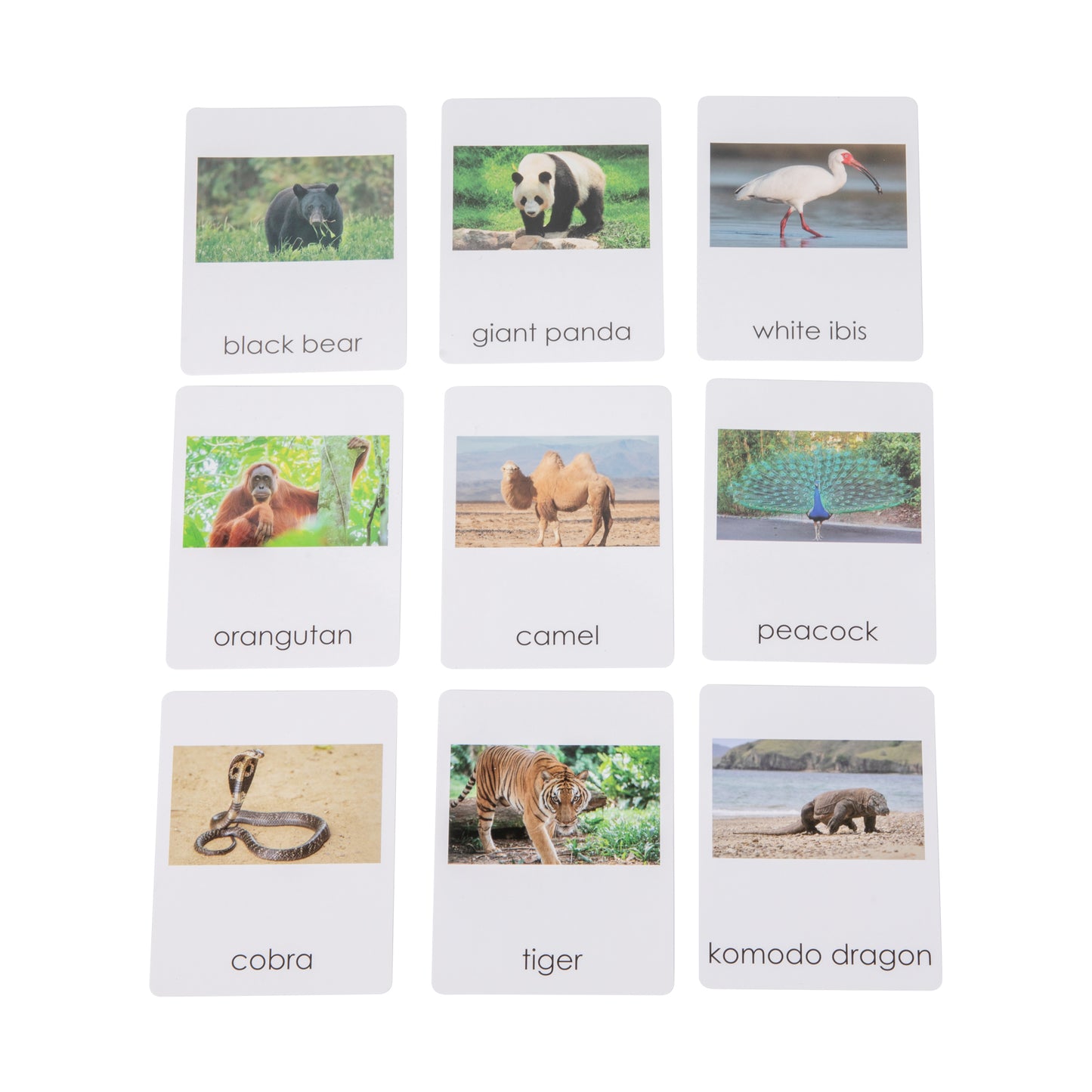 Animal from Asia Objects with Sorting Cards