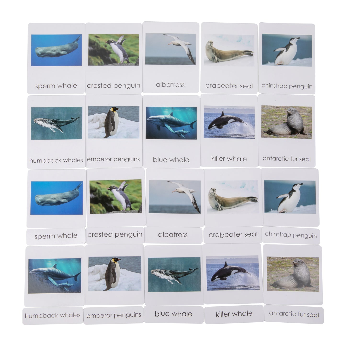 Animal from Antarctica Objects with Sorting Cards