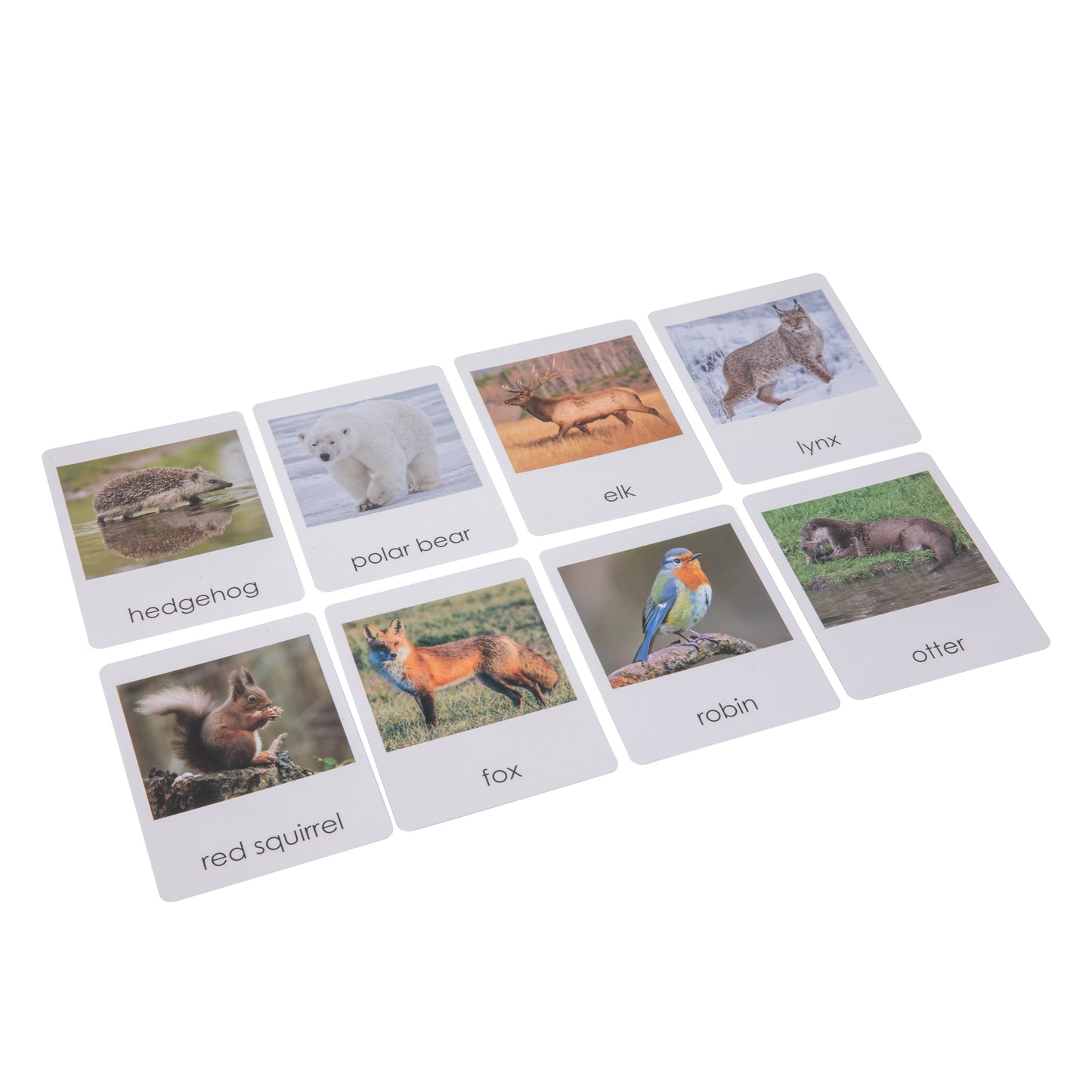 European Wildlife Sorting Cards