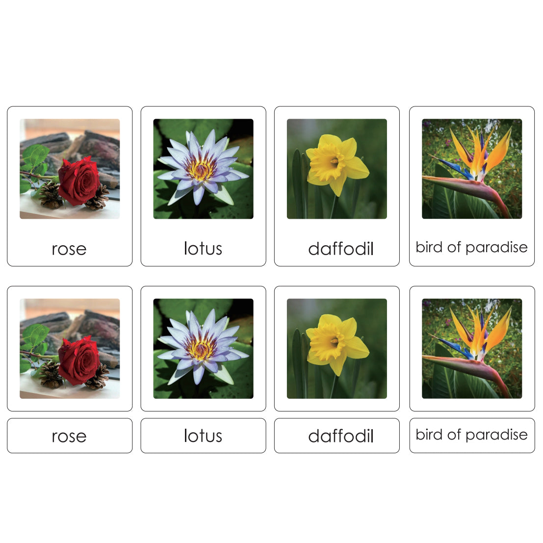 Sorting Cards - Flowers EN