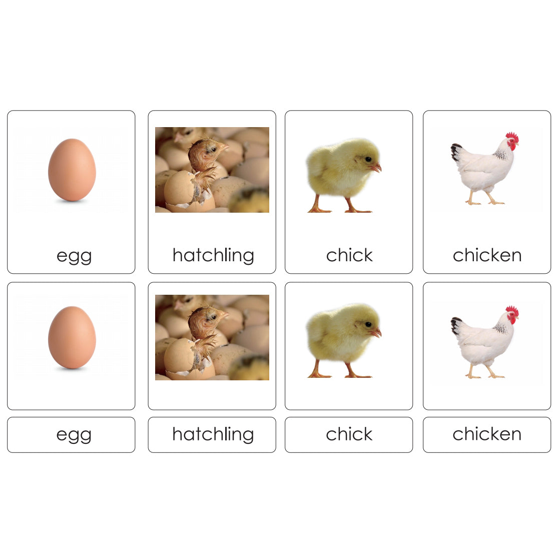 بطاقات الفرز - دورة حياة الكتكوت باللغة الإنجليزية