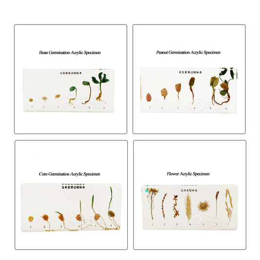 Acrylic Specimen