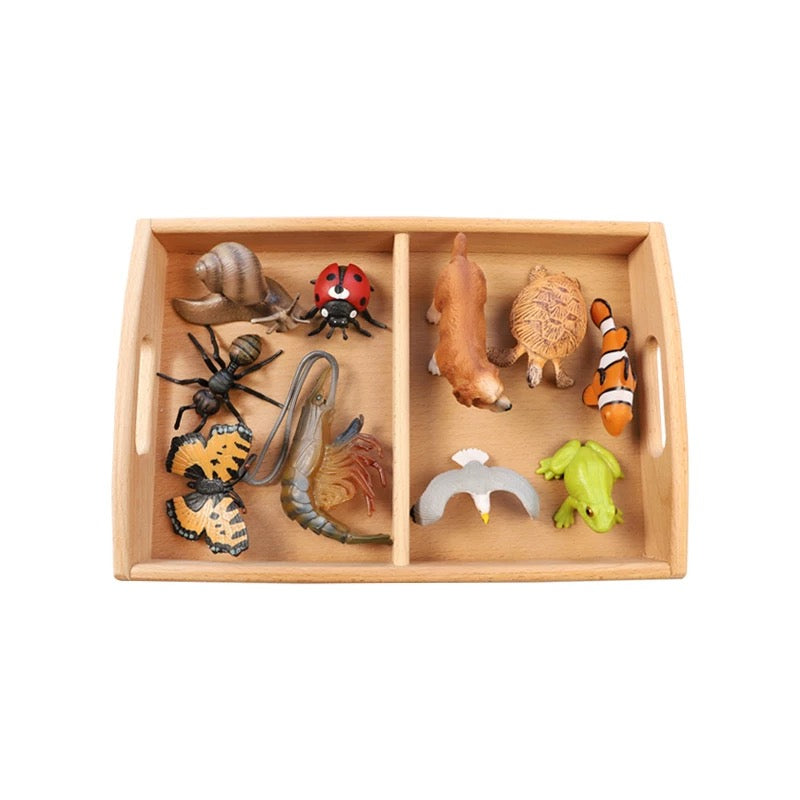 Vertebrate & Invertebrate Animal