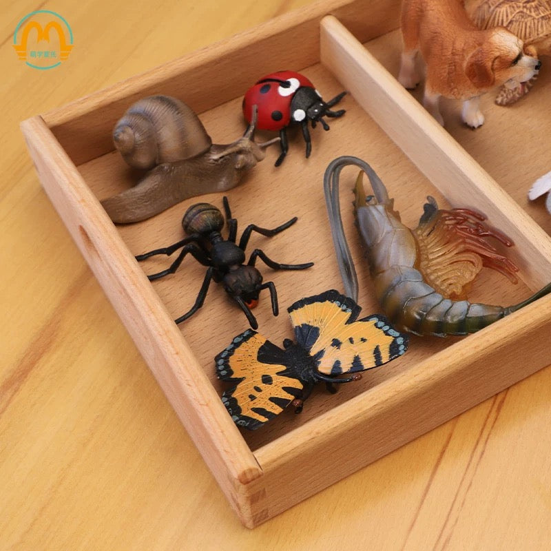 Vertebrate & Invertebrate Animal