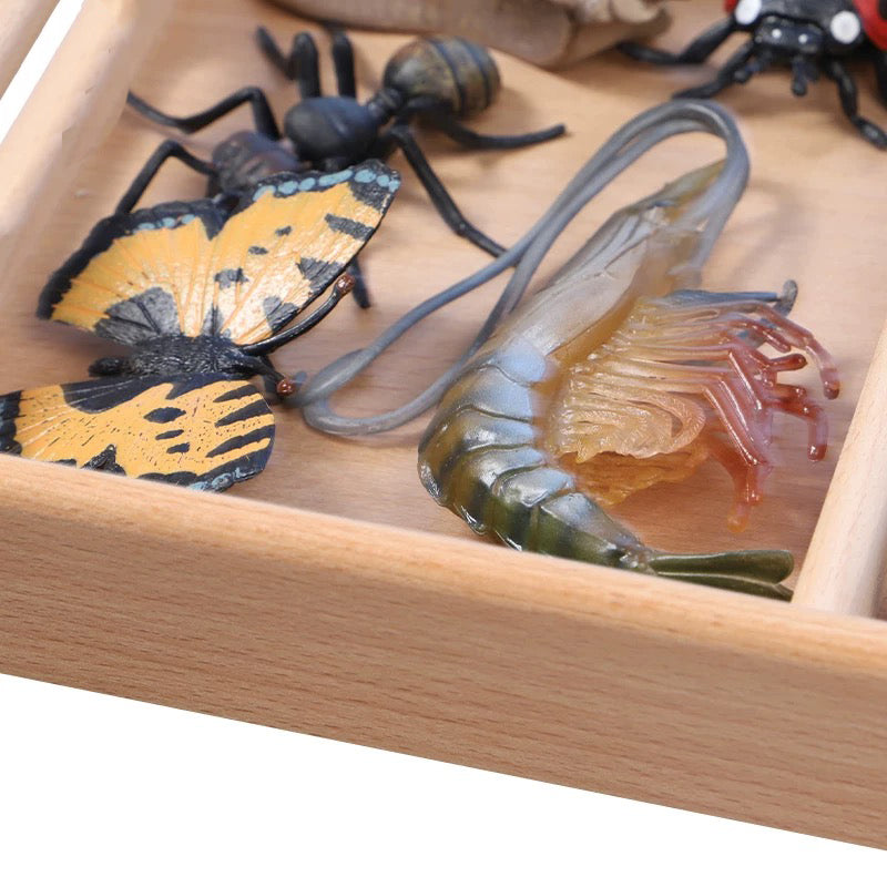 Vertebrate & Invertebrate Animal