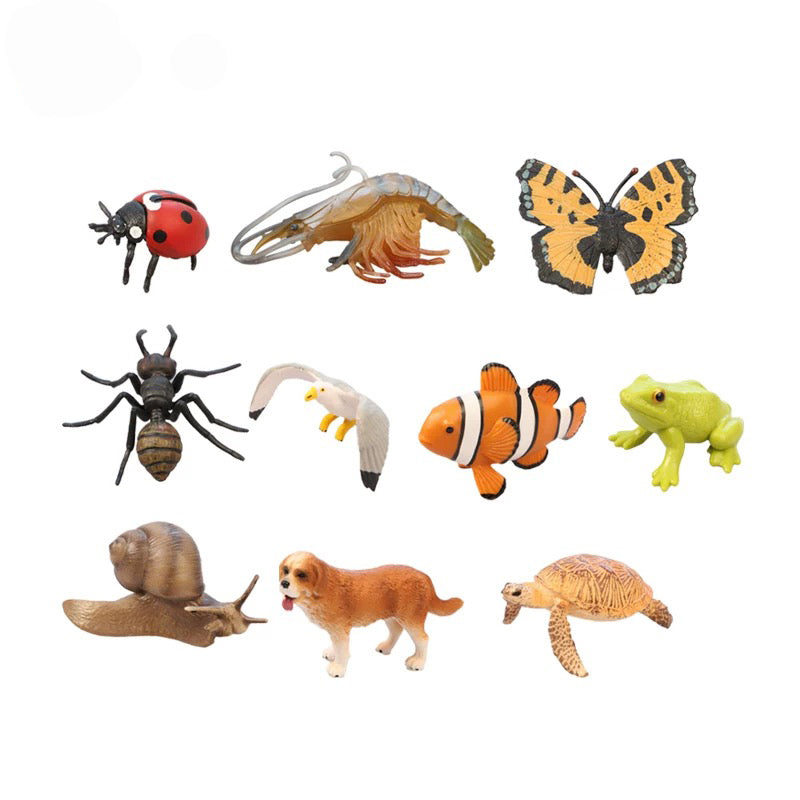 Vertebrate & Invertebrate Animal