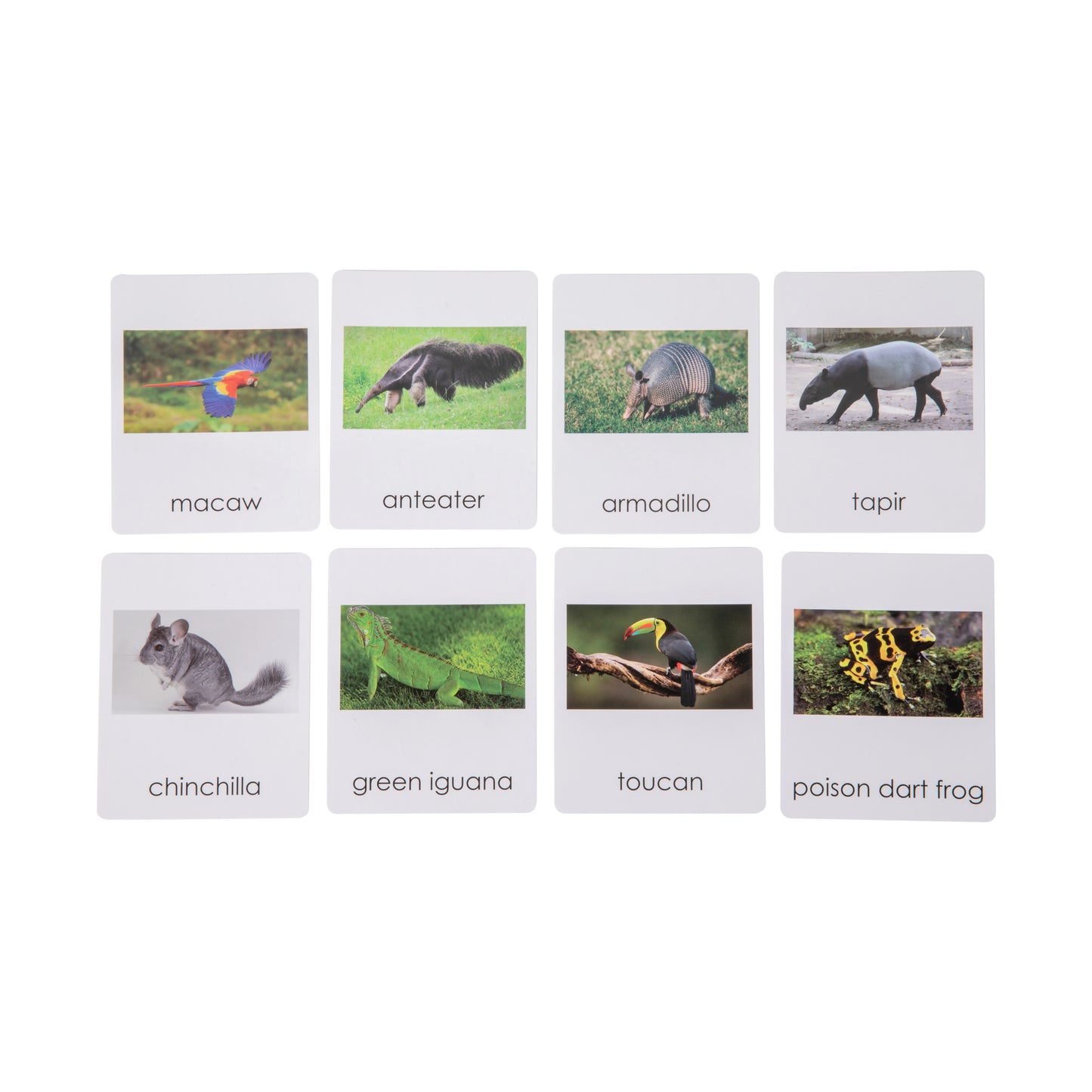 South American  Wildlife  Sorting Cards