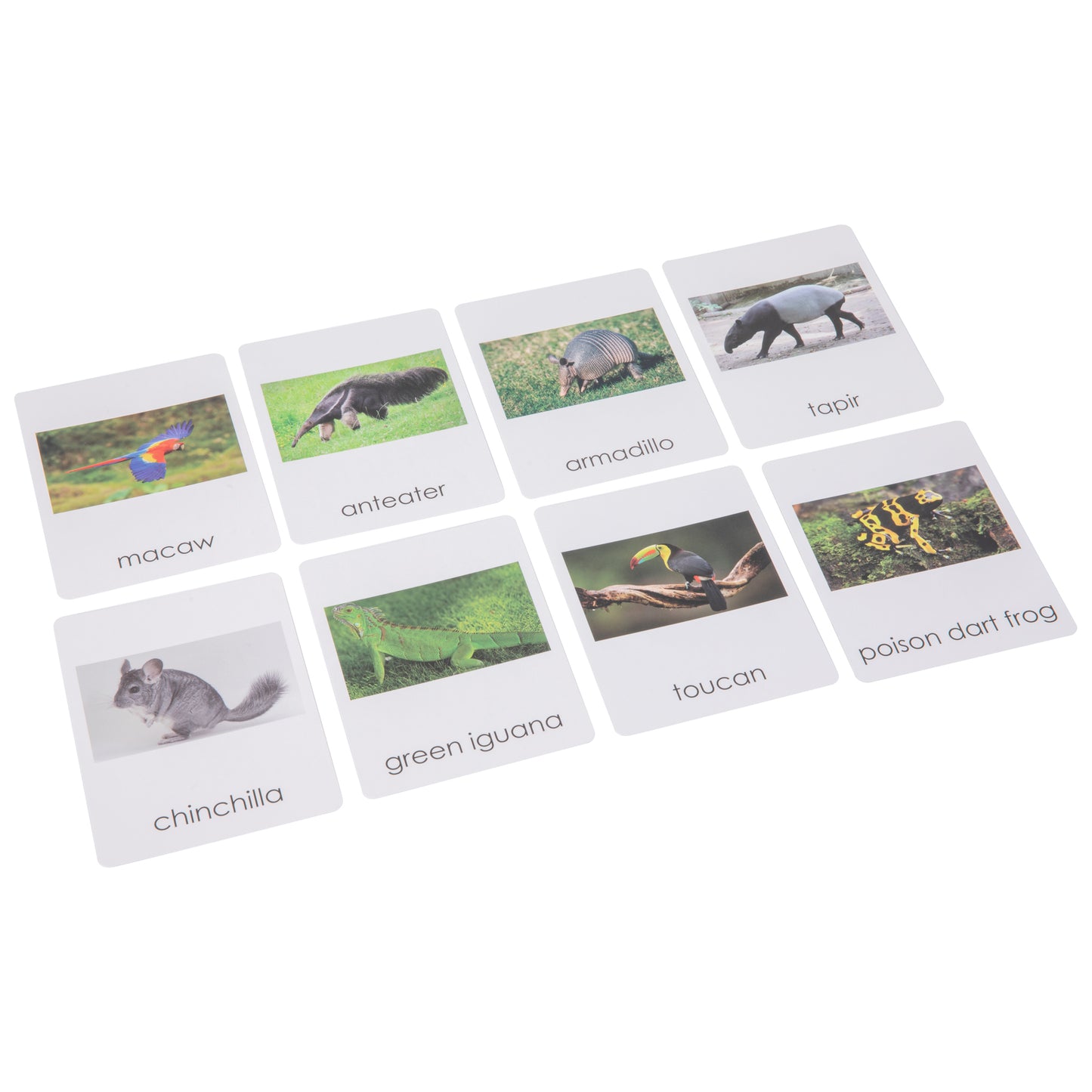 South American  Wildlife  Sorting Cards