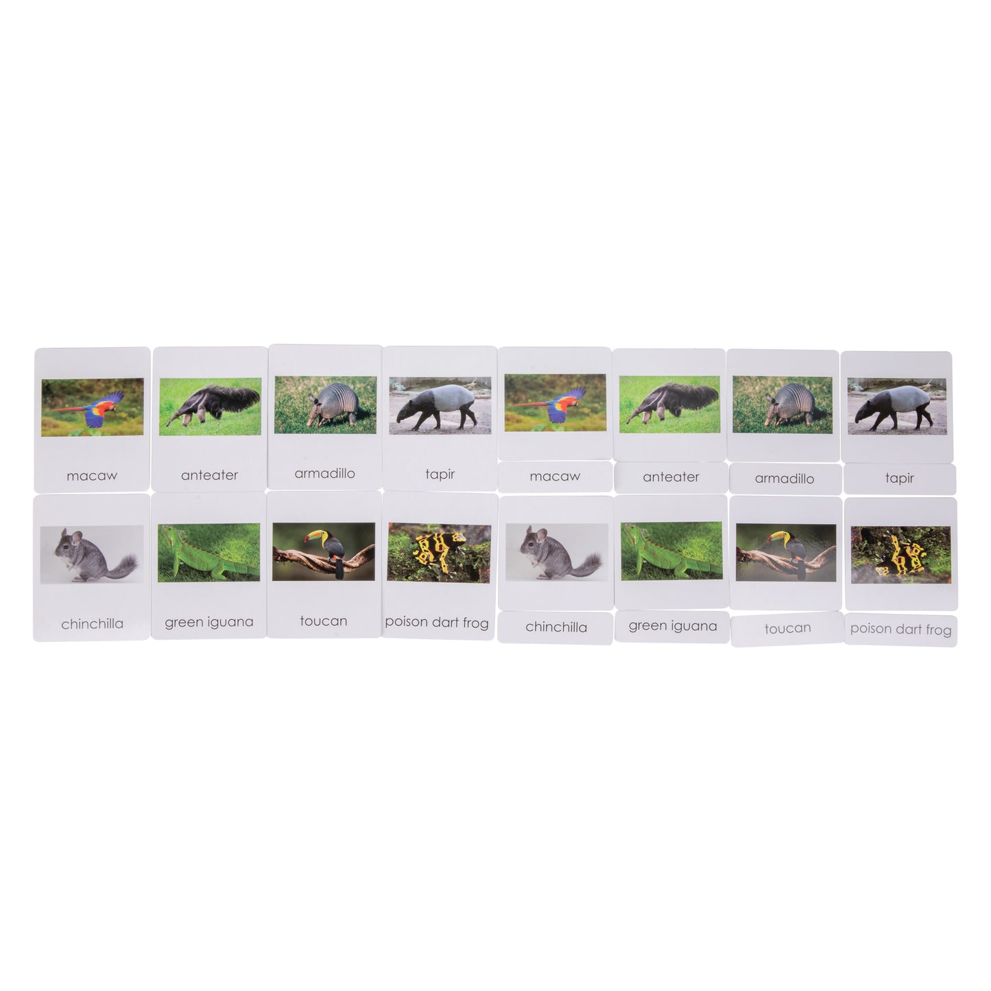 South American  Wildlife  Sorting Cards