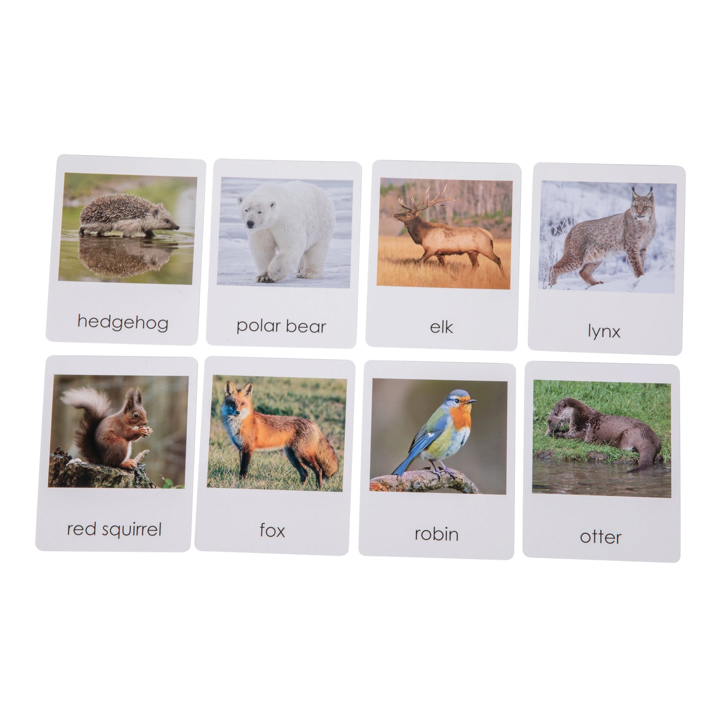 European Wildlife  Sorting Cards