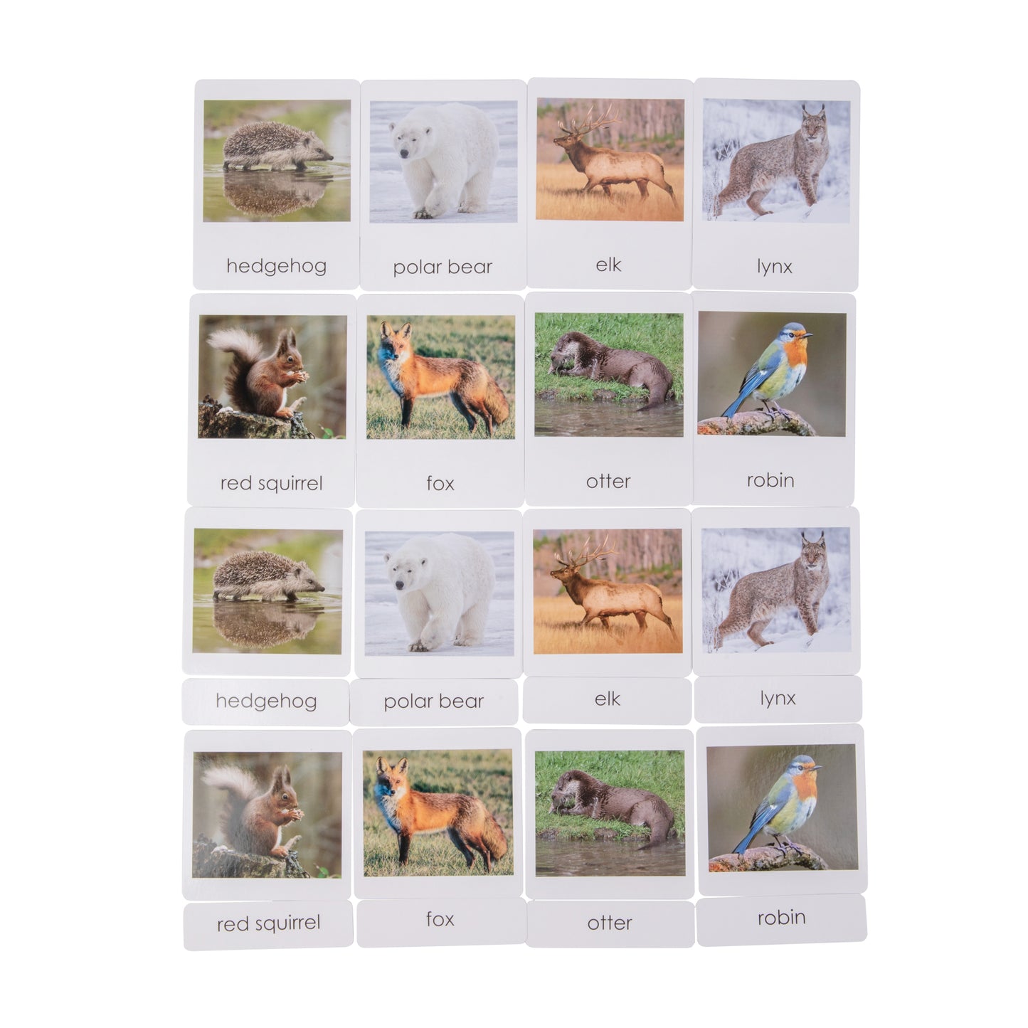 European Wildlife  Sorting Cards