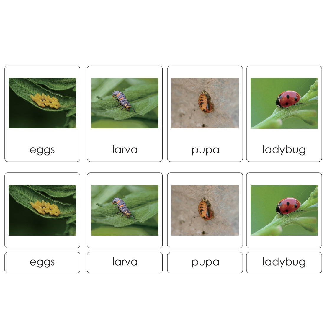 Tarjetas de clasificación - Ciclo de vida de la mariquita ES