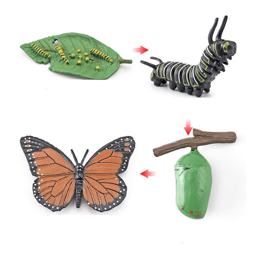 Objetos del ciclo de vida - Mariposa
