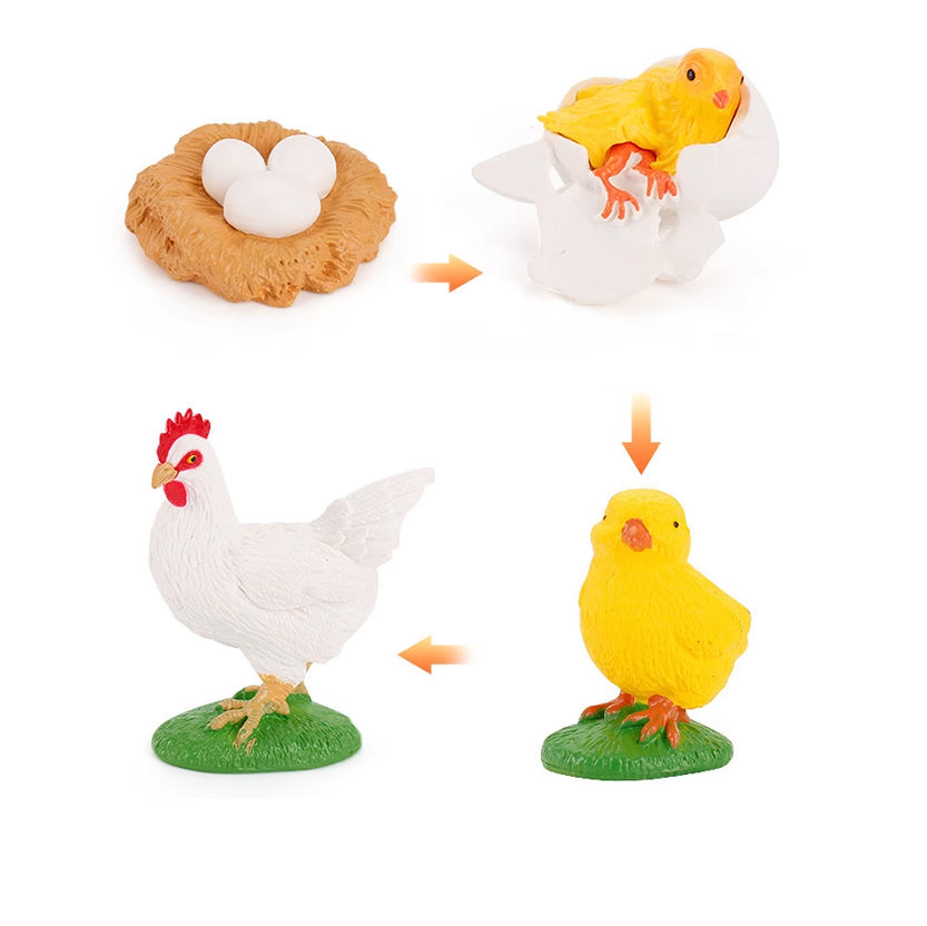Objetos del ciclo de vida - Chick